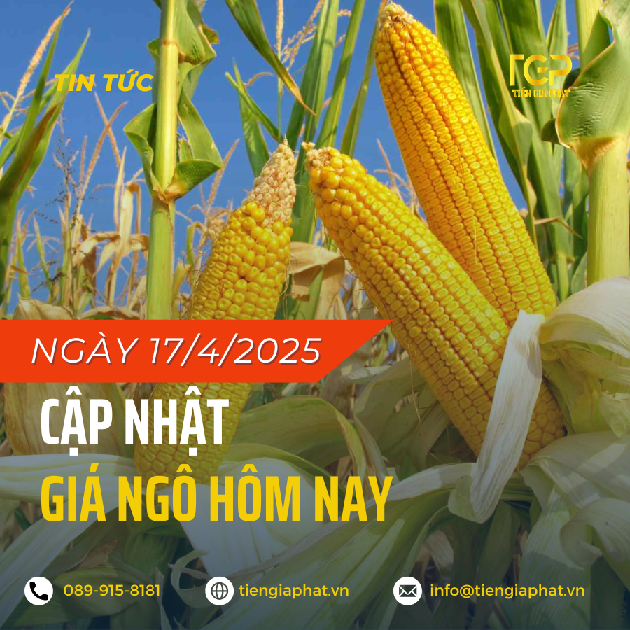 GIÁ NGÔ NGÀY 17/4