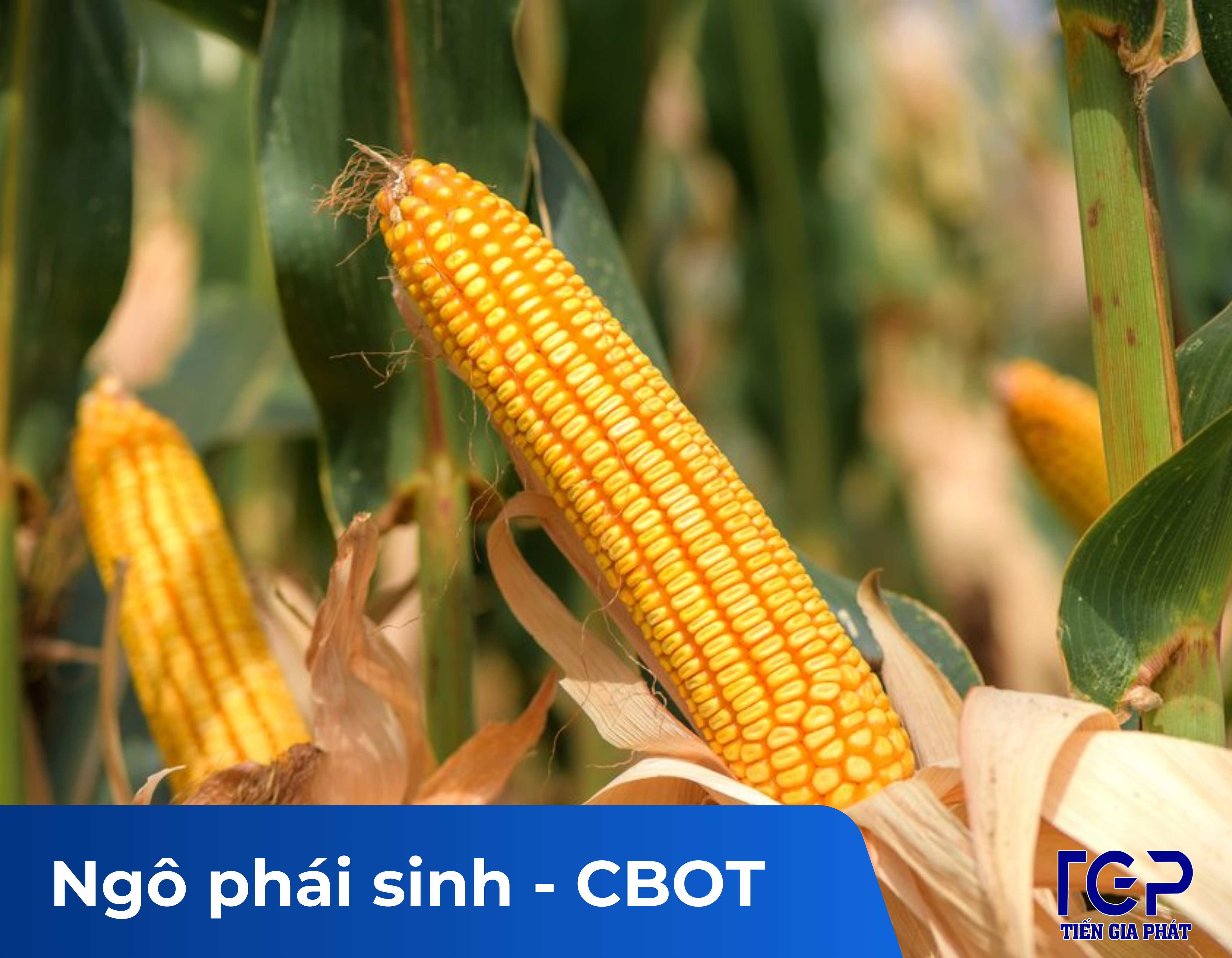 Giao dịch ngô phái sinh CBOT