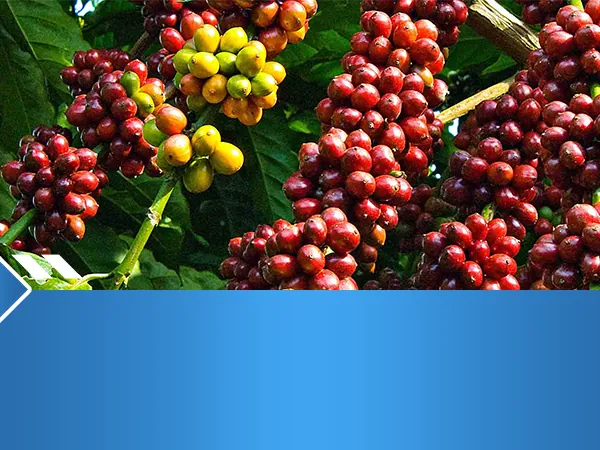 Nguyên liệu công nghiệp